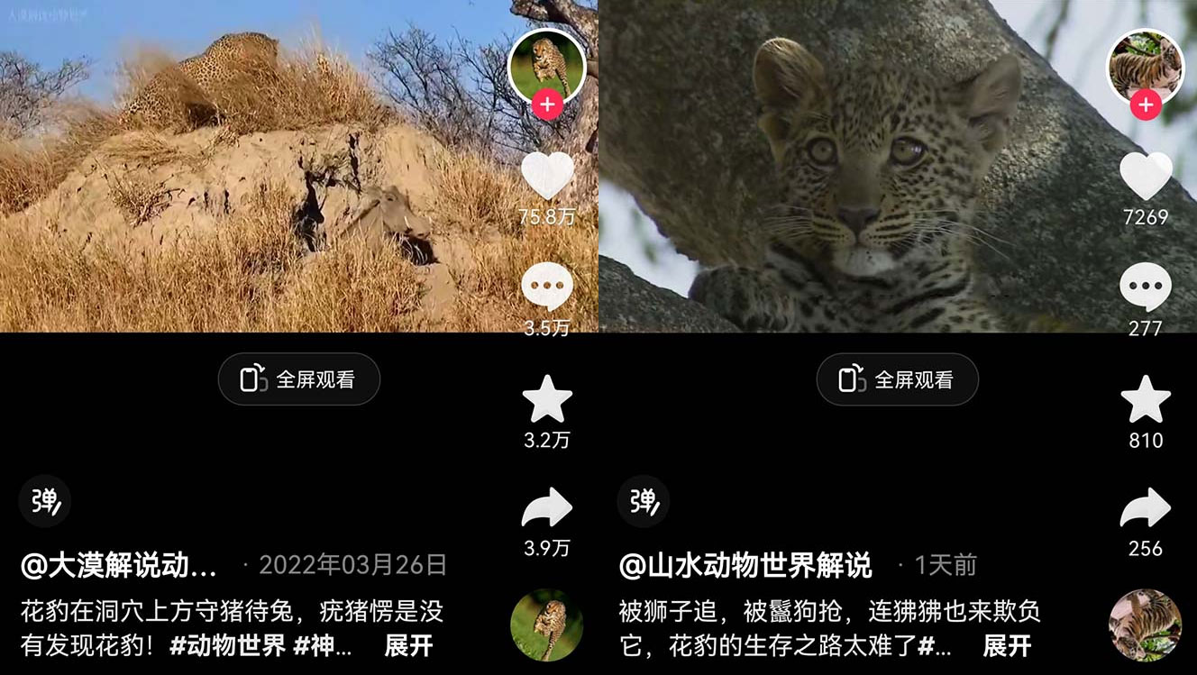 外面卖 1699 的国外纪录片解说：动物、美食、动画片解说，稳过中视频 - 项目资源网